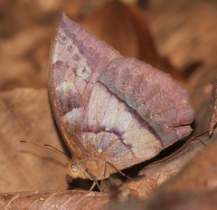 Taygetis mermeria