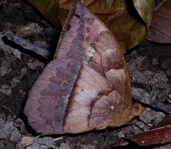 Taygetis mermeria