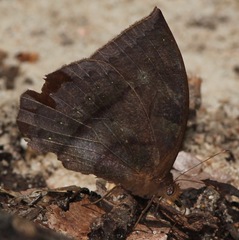 Taygetis mermeria