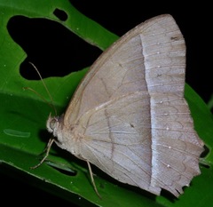 Taygetis tripunctata