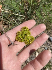 Lomatium foeniculaceum
