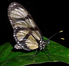 Thyridia psidii