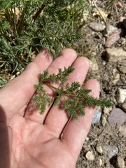 Lomatium foeniculaceum