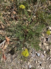 Lomatium foeniculaceum