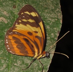 Tithorea harmonia
