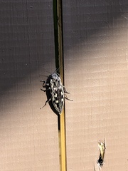 Chalcophora virginiensis