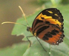 Tithorea harmonia