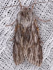 Acronicta lithospila