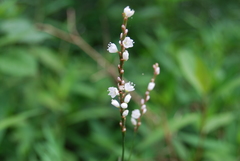 Polygonum jucundum