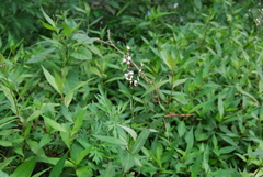 Polygonum jucundum