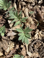 Hydrophyllum capitatum