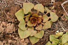 Claytonia rubra rubra