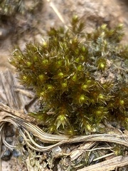 Imbribryum subapiculatum
