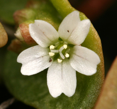 Claytonia rubra rubra