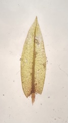 Imbribryum subapiculatum