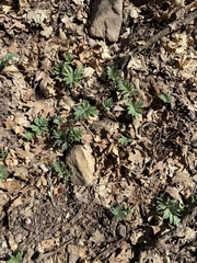 Hydrophyllum capitatum