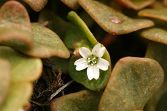 Claytonia rubra rubra
