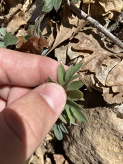 Hydrophyllum capitatum