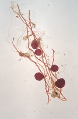 Imbribryum subapiculatum