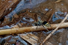 Protonectarina sylveirae