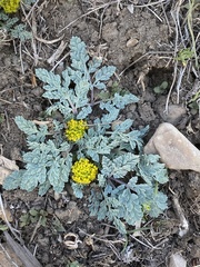 Cymopterus longipes