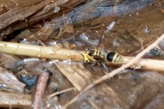 Protonectarina sylveirae