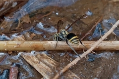 Protonectarina sylveirae
