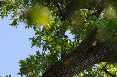Setophaga coronata auduboni