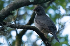 Turdus subalaris