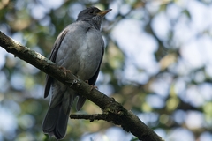 Turdus subalaris