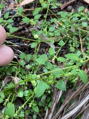 Chenopodium trigonon stellulatum