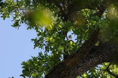Setophaga coronata auduboni