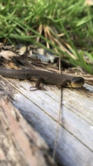 Macropholidus annectens