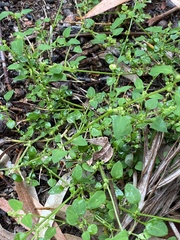 Chenopodium trigonon stellulatum
