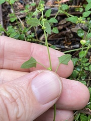 Chenopodium trigonon stellulatum