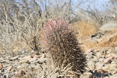 Ferocactus gracilis gracilis