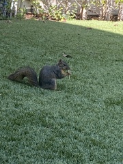Sciurus niger