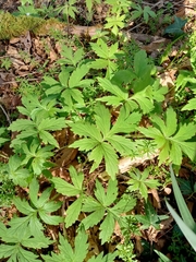 Hydrophyllum tenuipes