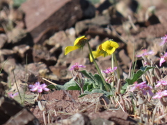 Viola purpurea quercetorum