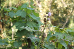 Mimosa diplotricha