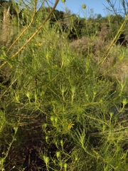 Aldama trichophylla