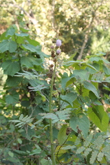 Mimosa diplotricha
