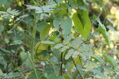 Mimosa diplotricha