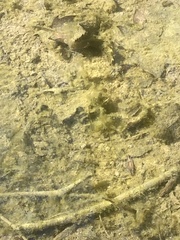 Eubranchipus vernalis