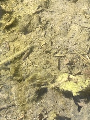 Eubranchipus vernalis