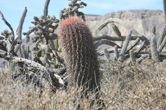Ferocactus gracilis gracilis