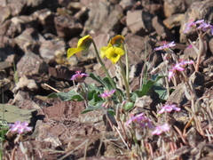 Viola purpurea quercetorum