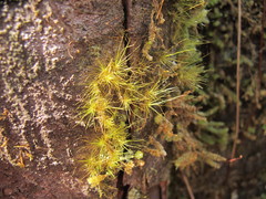 Dicranoloma menziesii