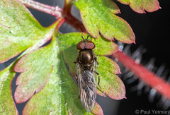 Platycheirus albimanus