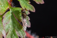 Platycheirus albimanus